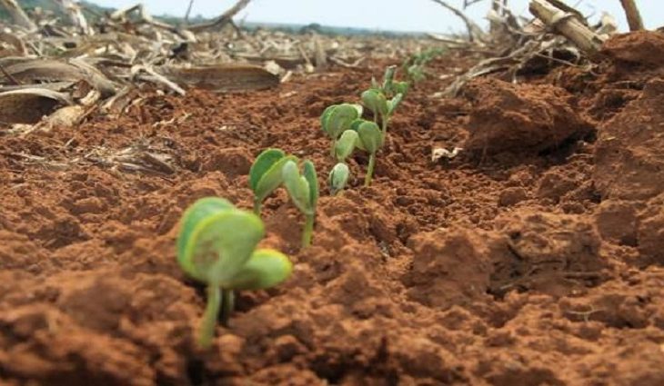 O volume a ser colhido de soja em Mato Grosso do Sul pode chegar a 11,591 milhões de toneladas