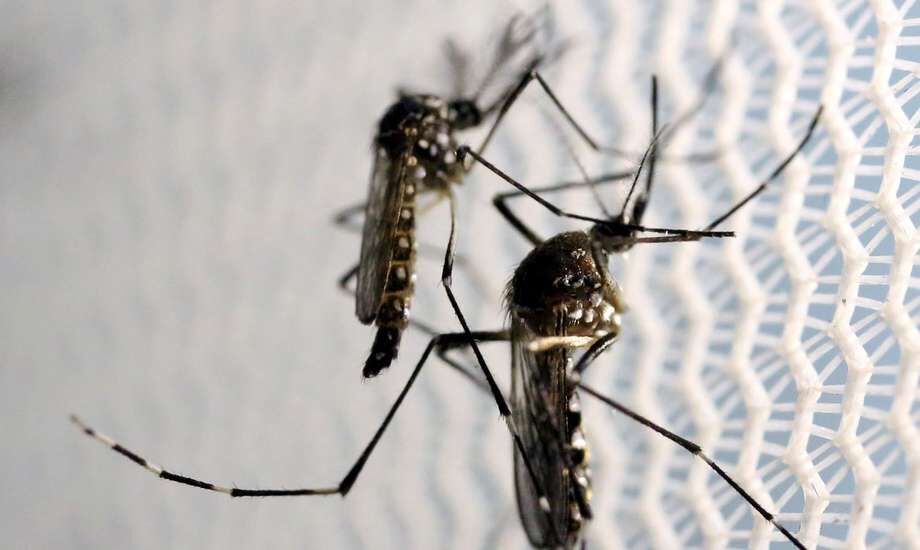 Dengue é uma doença febril grave causada por um arbovírus.
