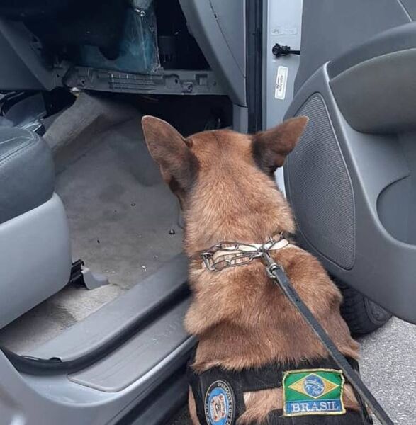 A droga foi localizada graças à atuação de um cão farejador