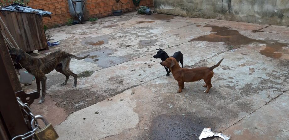 As duas cadelas, de porte pequeno e pouca idade, e um cão adulto estavam em situação flagrante de maus tratos evidenciada pelas características do local e ausência de alimento