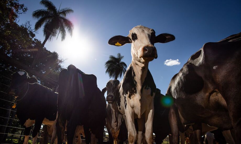 Eventuais dúvidas podem ser esclarecidas com a ajuda do órgão de defesa sanitária animal estadual.