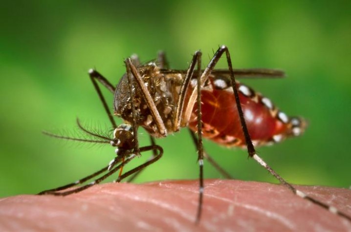 Campo Grande é responsável por 18% das notificações de dengue no Estado