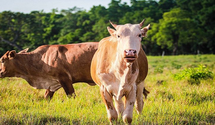 Cerca de 11 propriedades participam do programa do Governo