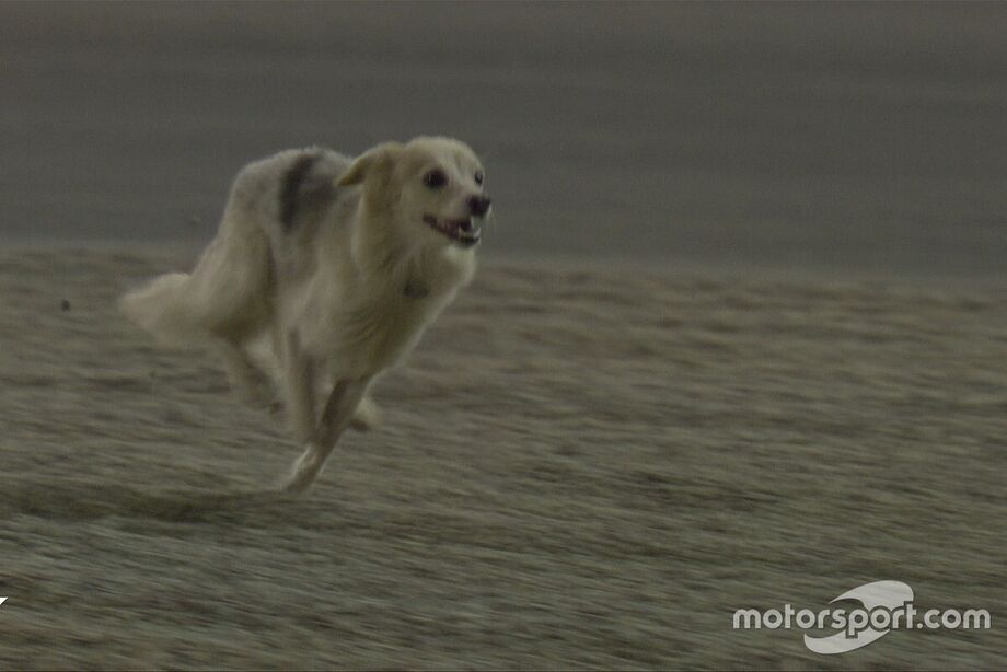 Cachorro invadiu a pista