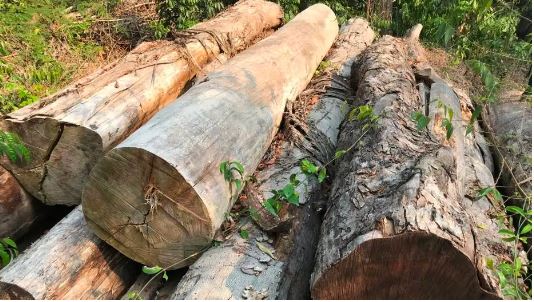 Troncos abandonados de ipê cortados ilegalmente no Pará