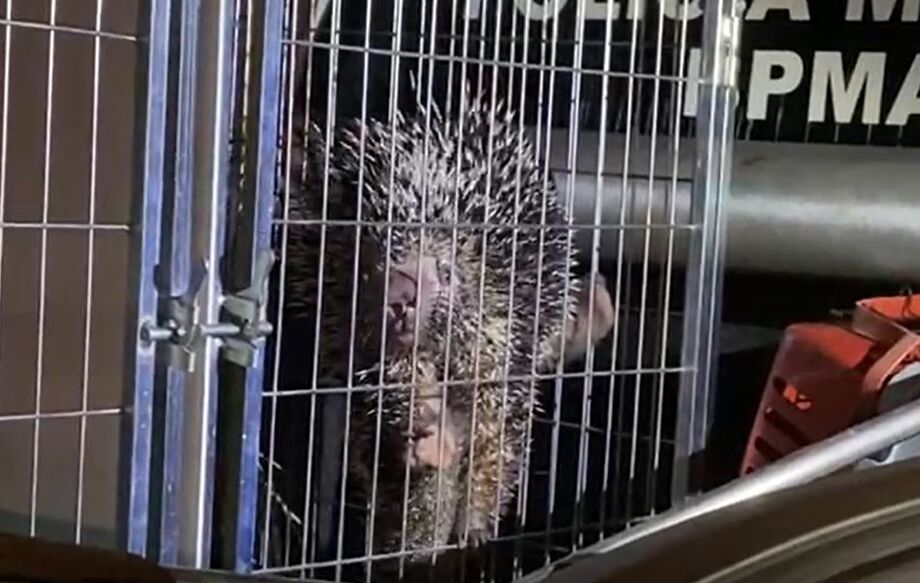 O animal é conhecido por lançar espinhos para se defender
