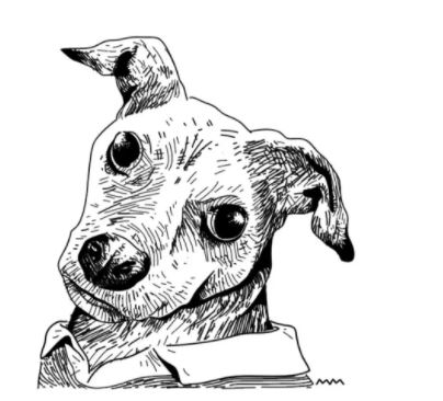 No ápice da quarentena, o tradicional passeio dos cachorros também foi deixado de lado por muitos donos