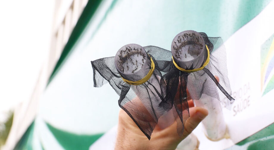 Nele é introduzida uma bactéria, comum em 60% dos insetos, mas que não está presente na espécie, e assim, impedir que o vírus da doença se multiplique no organismo do mosquito