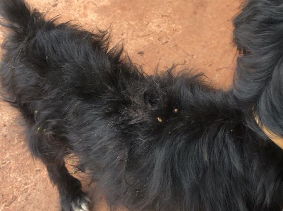 Os pets estavam extremamente debilitados, sem alimento, com sinais de desnutrição, carrapatos, sarna e suspeita de leishmaniose, em local com muita sujeira