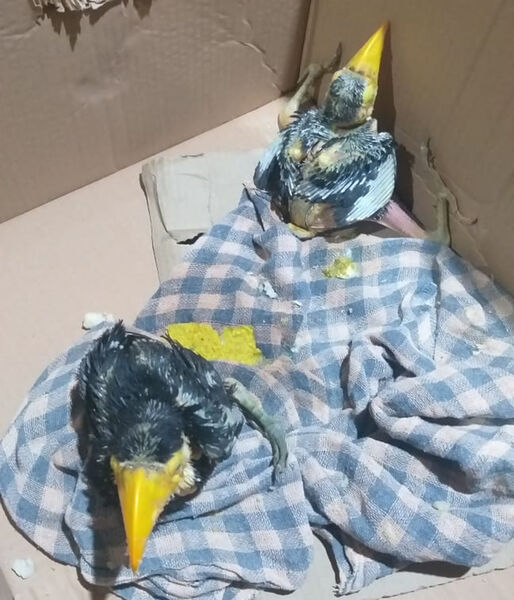 Segundo o homem, existia um ninho de tucano em árvores próximo da lavoura e os funcionários viam os pais alimentarem os filhotes constantemente