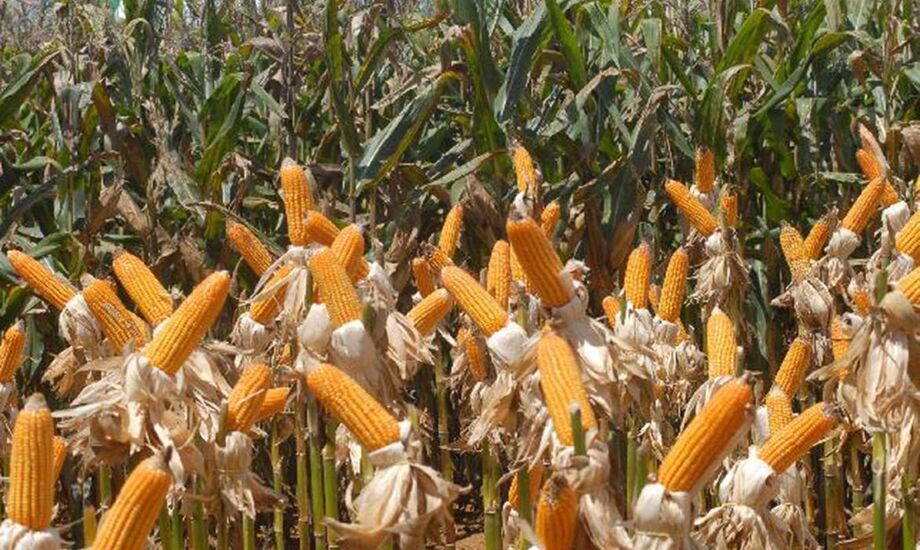 Os preços da cevada e sorgo também aumentaram em outubro, apoiados pela forte procura pelos produtos e pelas influências do aumento dos preços do milho e do trigo.