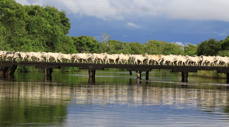 Para se habilitar, as propriedades rurais, além de estarem localizadas no bioma pantanal devem atender a uma série de exigências