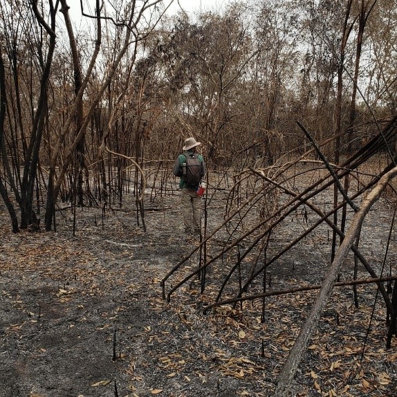 Profissionais do IHP estão nos locais afetados pelos incêndios para realizar os trabalhos