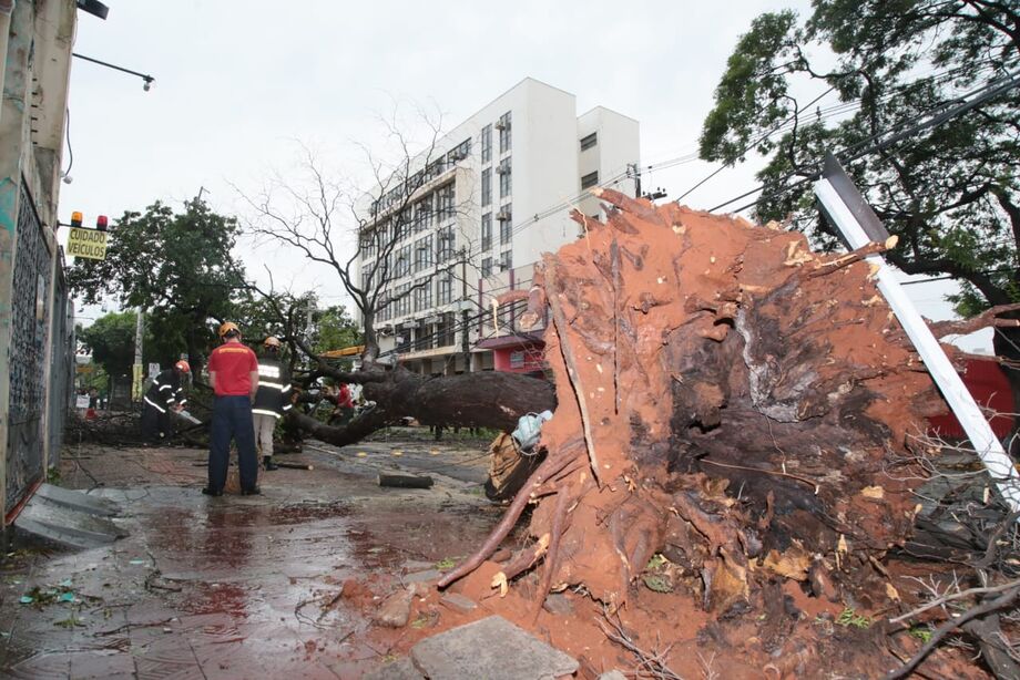 Chuva no Centro de Campo Grande na semana passada derrubou várias árvores