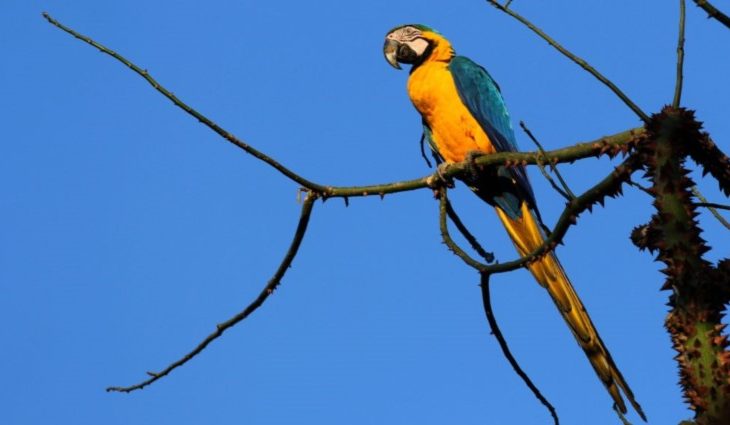 O sul-mato-grossense ainda pode curtir um domingo de sol entre nuvens