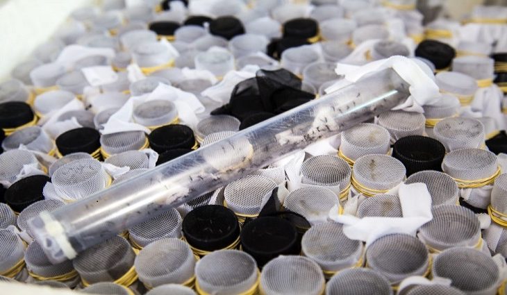 A SES realiza nesta sexta-feira (27), a sexta e última rodada de webinários sobre as ações de combate ao Aedes