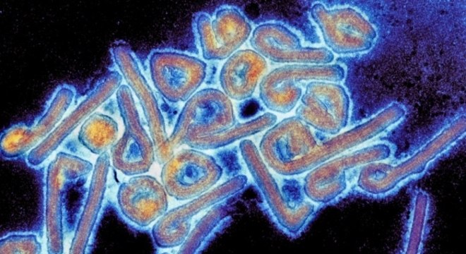 No documento, que faz parte do relatório anual da ASTMH (Sociedade Americana de Medicina Tropical e Higiene), os cientistas detalham evidências de que o mammarenavírus de Chapare se espalhou entre profissionais de saúde no país em 2019