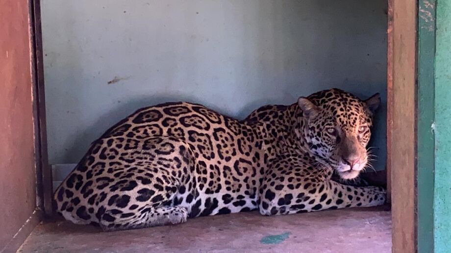 O felino ainda está em observação e só amanhã (5) será possível afirmar se o animal vai sobreviver, disse o veterinário do Imasul Lucas Cazati, responsável técnico do CRAS