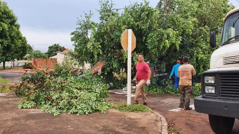 Árvores de grande porte caíram e obstruíram vias pela cidade