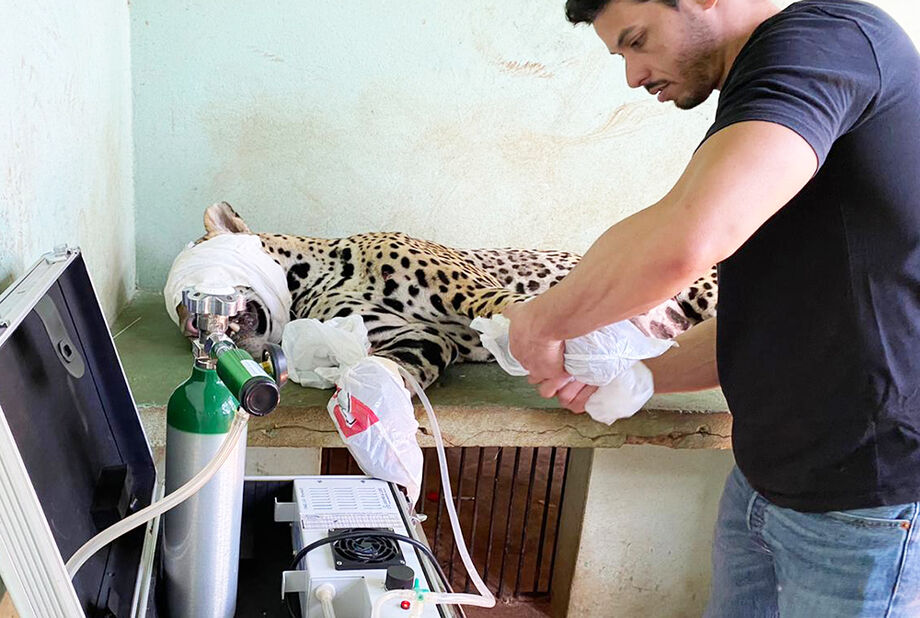 Exame de Raio-X detectou a existência de um projetil no tórax do animal, consequência de um tiro que deve ter sofrido há alguns meses, tendo em vista que a pele já está cicatrizada