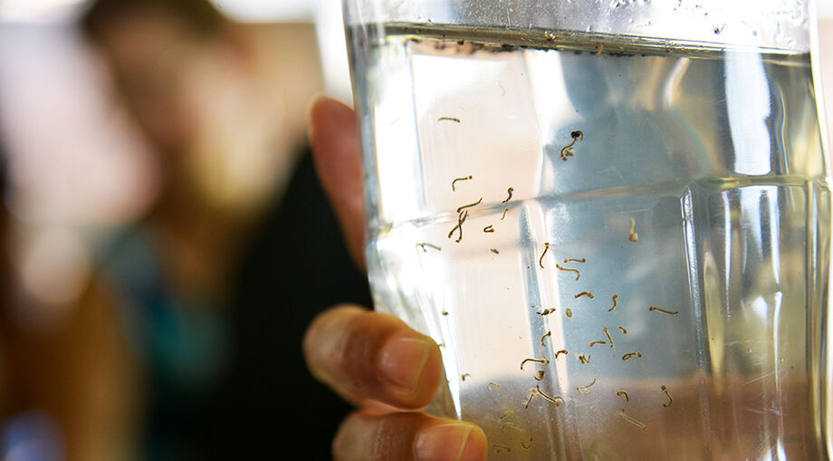 Casos de dengue no MS