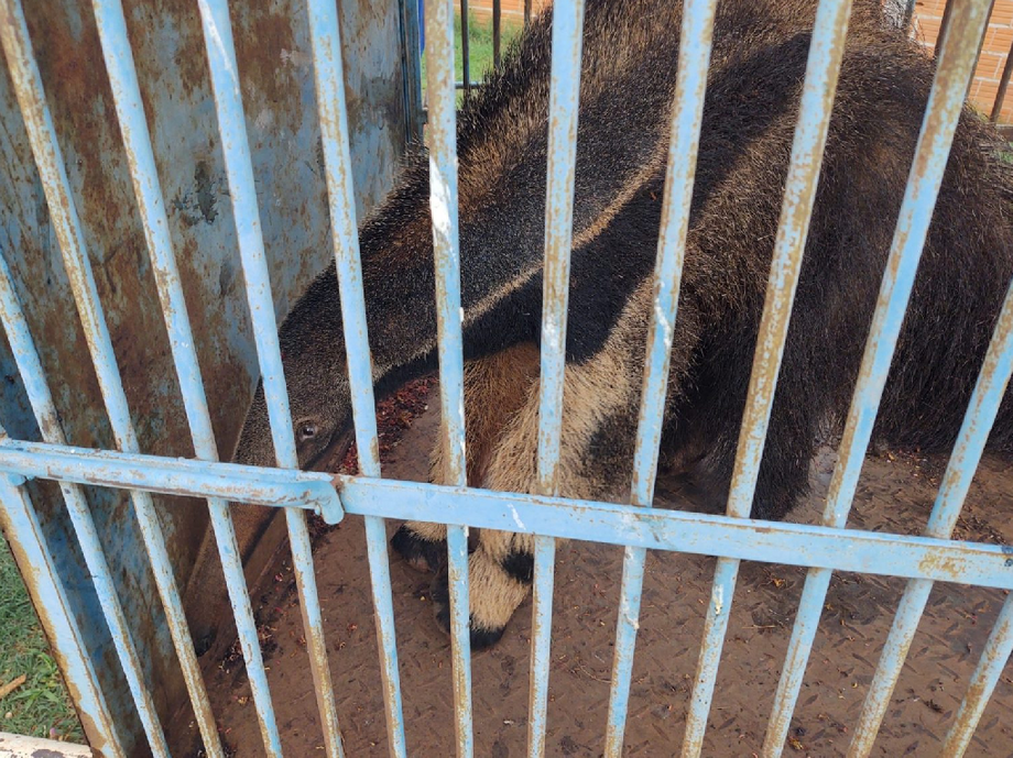 Proposta prevê medidas para redução de atropelamento de animais em rodovias