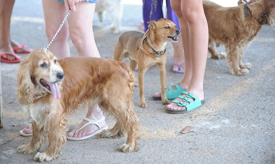 Abandonar ou maltratar animais é crime