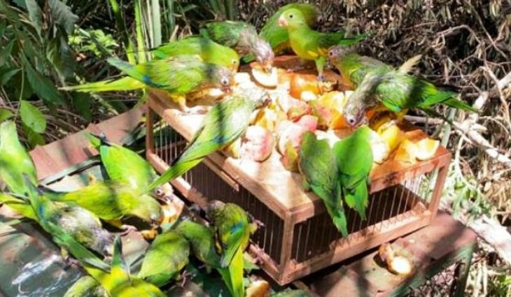 A soltura de animais reabilitados é uma rotina
