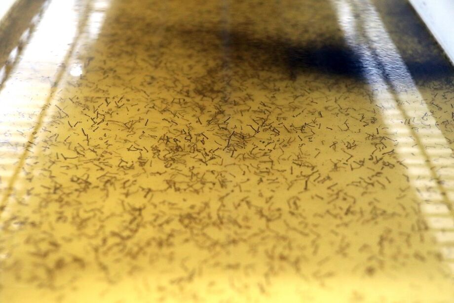 Mosquitos na Biofábrica inaugurada em Campo Grande