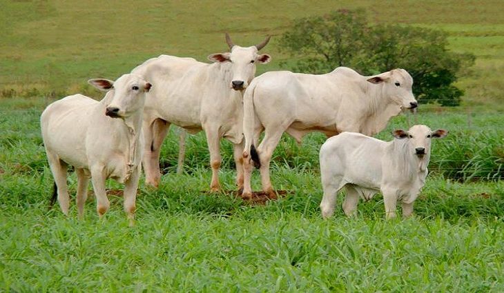 Pecuarista duplicará produção