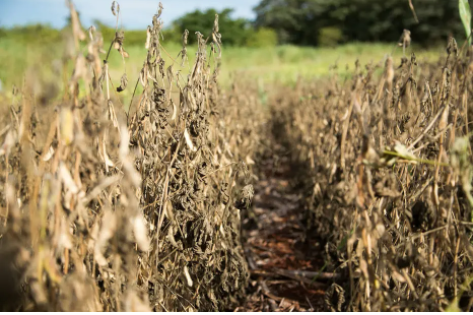 Há pelo menos dez anos País bate seguidos recordes na produção de grãos, puxada pela soja, que hoje seca