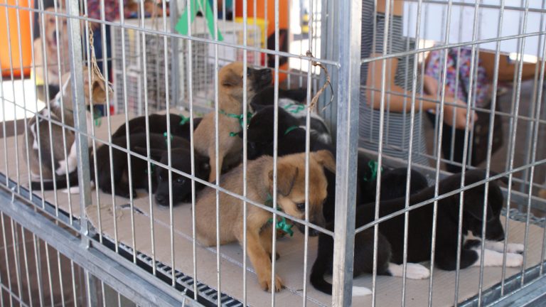 Ao todo, estarão disponíveis 60 animais