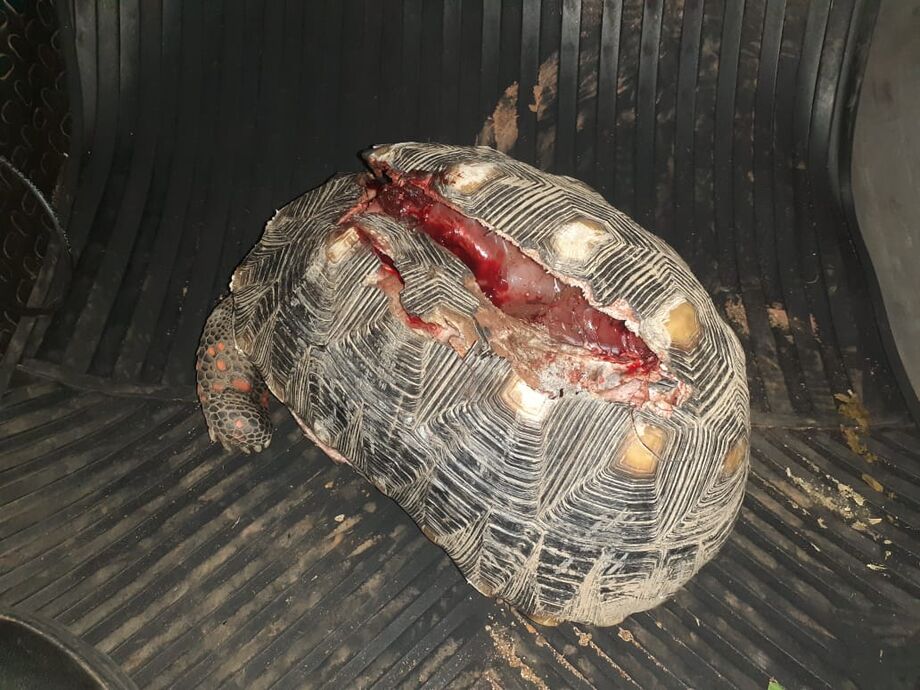 Jabuti com o casco ferido