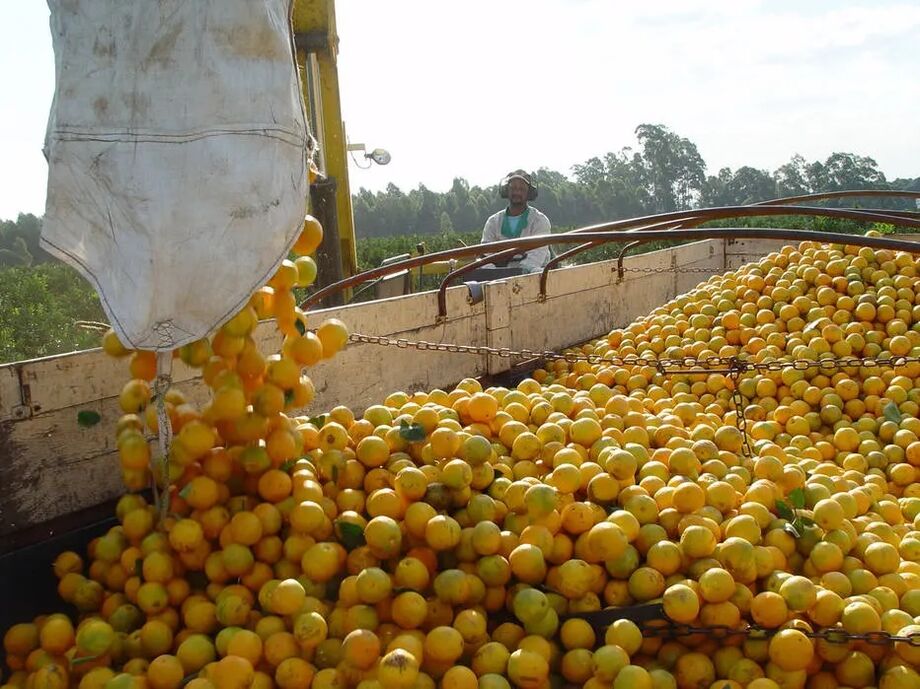 Brasil é um importante fornecedor de óleo essencial de laranja para o Reino Unido, produto que será beneficiado pelo Brexit.