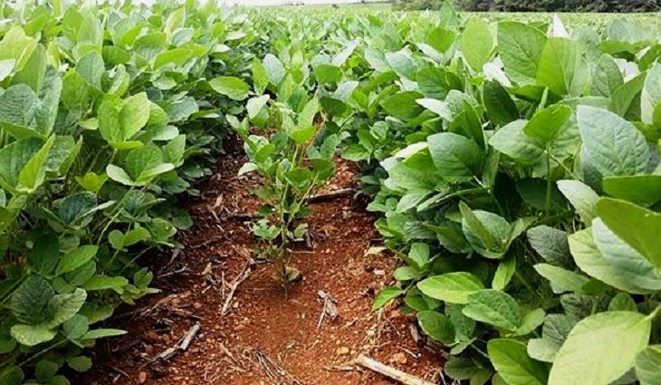 Até o próximo dia 31 de dezembro, o produtor tem a obrigação de realizar o cadastro no site do Iagro, da área plantada com soja