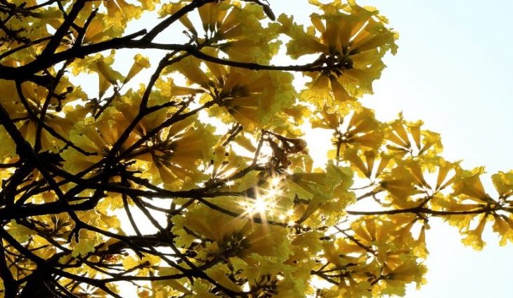 Sol