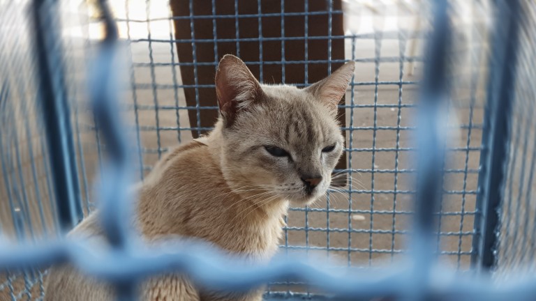 Clínicas serão credenciadas para ampliar cerca de 600 castrações mensais de cães e gatos