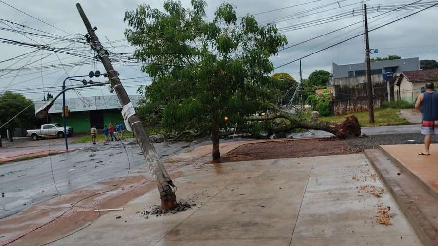A árvore caiu na avenida