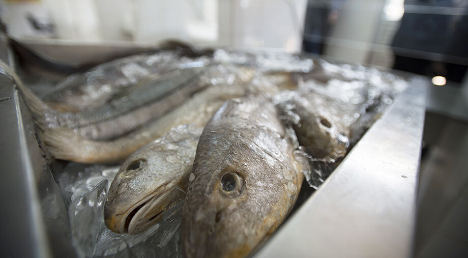 Mato Grosso do Sul terá em 2022 a primeira indústria frigorífica de pescados que irá produzir tilápia enlatada no Bras