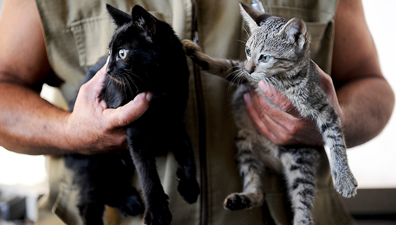 O agendamento por horário foi uma medida tomada com o intuito de evitar que muitas pessoas fossem até o centro ao mesmo tempo para deixar seus gatos para a castração