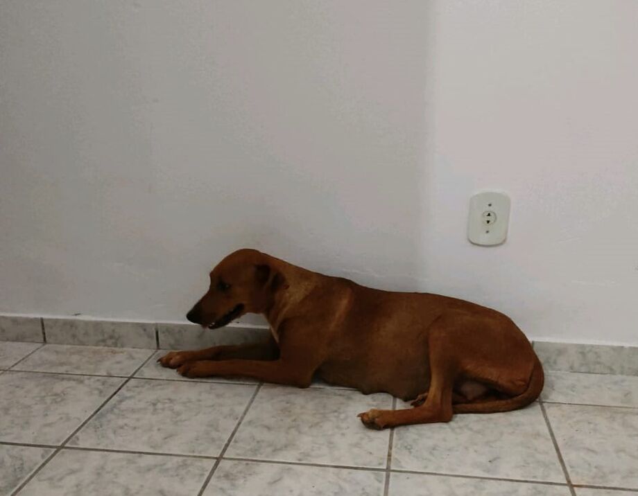 Cadela que foi abandonada