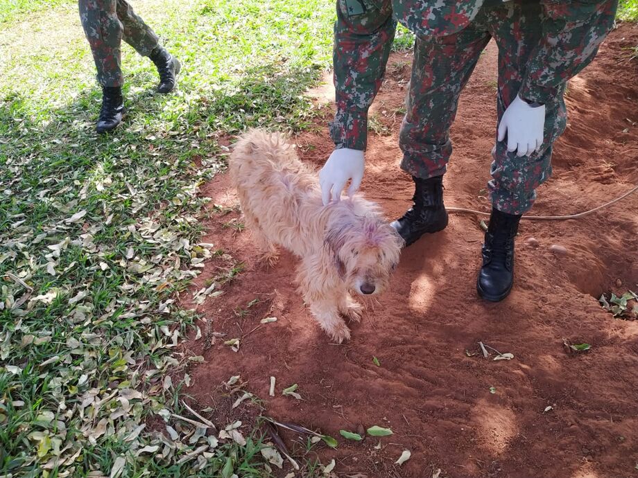 Cachorro foi o animal que mais sofreu maus tratos em 2019 e 2020