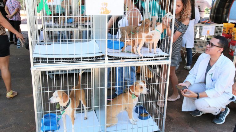 O evento terá cerca de 35 animais, entre cães e gatos, filhotes e adultos, aguardando por um lar