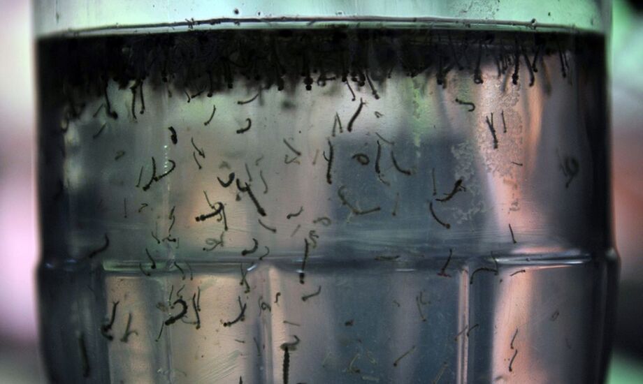 Dengue em MS