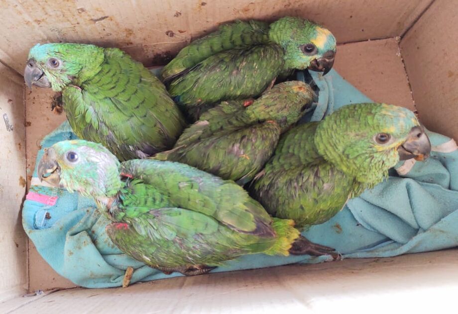 Aves apreendidas