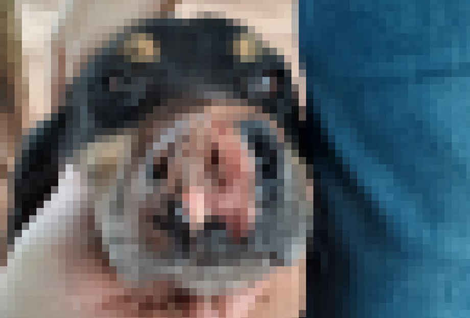 O cão ficou muito machucado