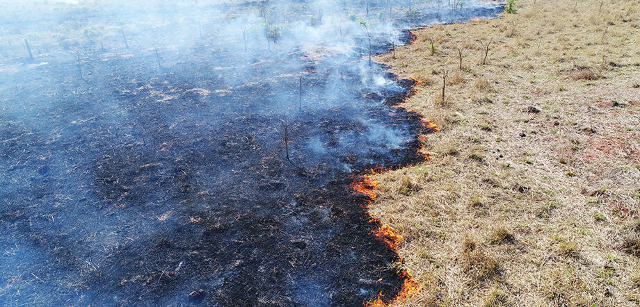 Foram 2.003 hectares em vegetação nativa comum, que não pertence à vegetação com proteção especial por lei, contra 83 hectares em 2019