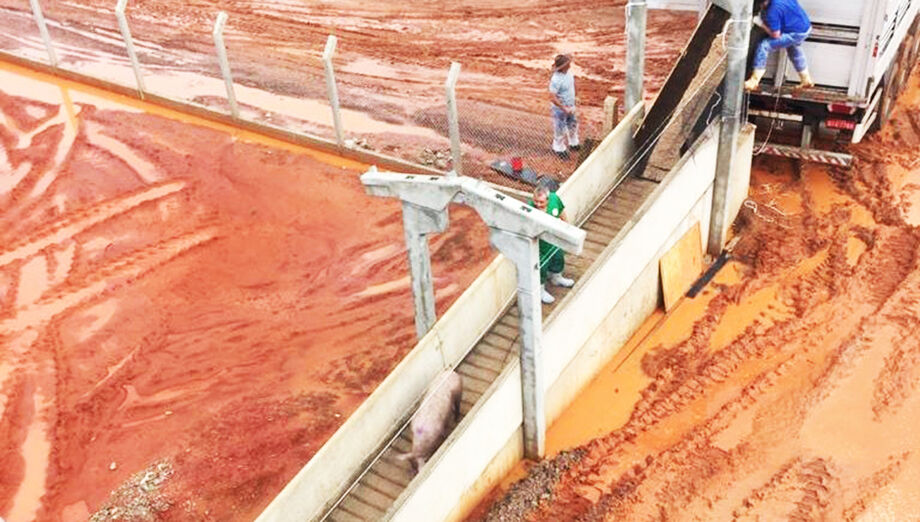 Com esse desempenho, Mato Grosso do Sul foi o 6º maior exportador de carnes de suínos em 2020