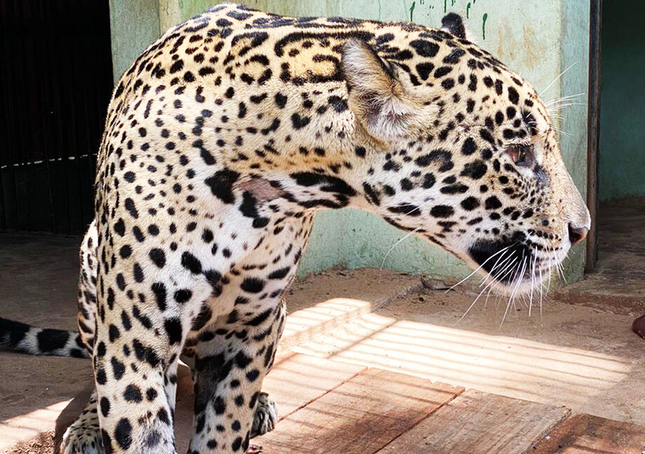A onça