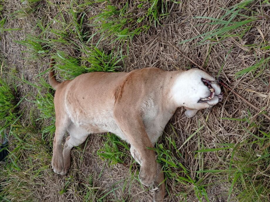 A Polícia Militar Ambiental (PMA) recebeu hoje (24) pela manhã a informação de que uma onça-parda adulta teria sido atropelada no município de Ponta Porã